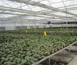 大棚移動(dòng)苗床使用案例 大棚移動(dòng)苗床使用案例